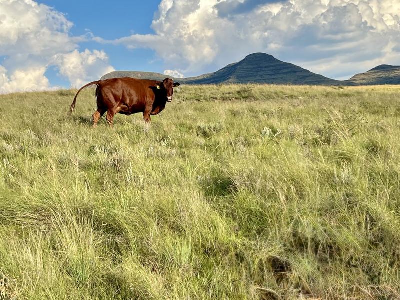 0 Bedroom Property for Sale in Fouriesburg Free State